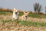 CORGI PEMBROKE 257